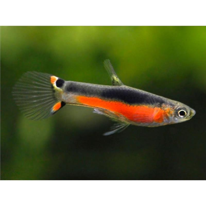 Poecilia endler santa maria - imagine 4